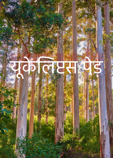 यूकेलिप्टस